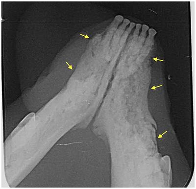 A <mark class="highlighted">retrospective case series</mark> on bisphosphonate related osteonecrosis of the jaw in 20 cats